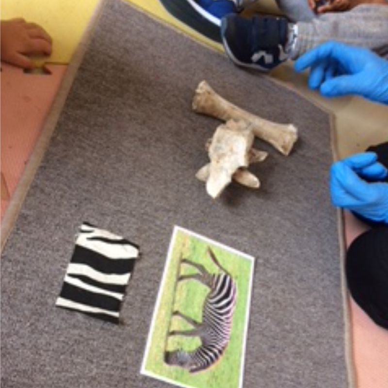 A zebra study tray with bones, a zebra print and a picture card