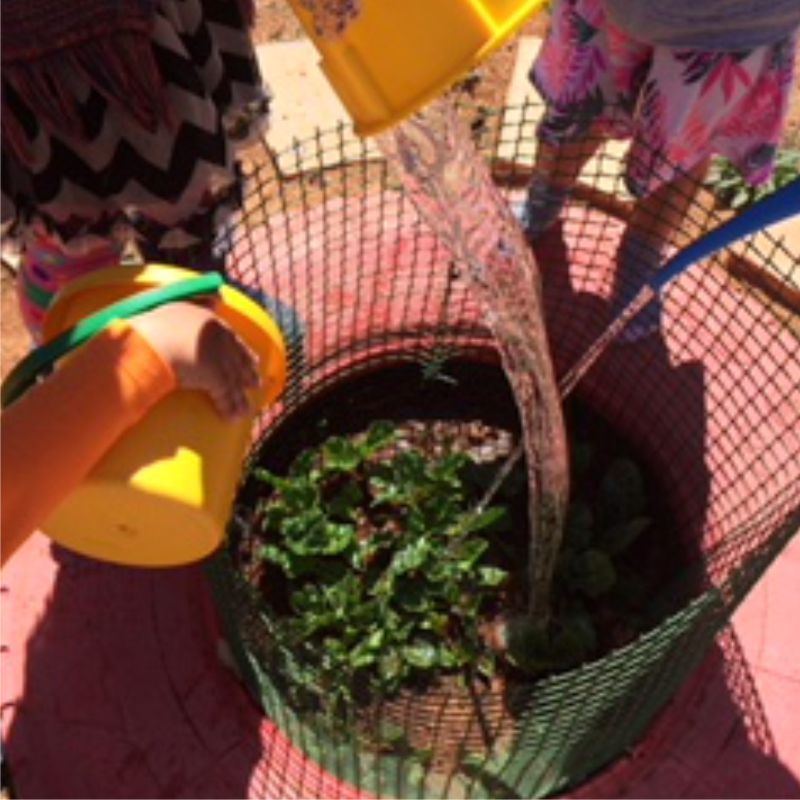 Watering our herbs