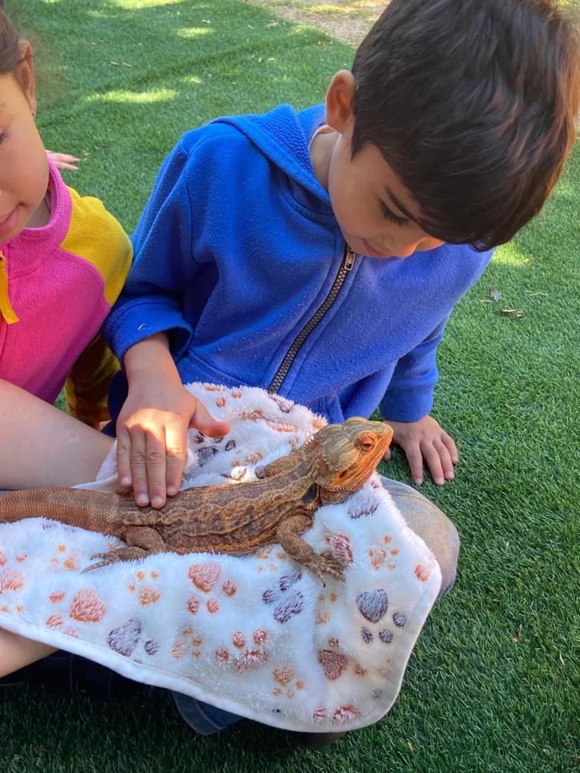 A boy carefully stroking a bearded dragon on a blanket